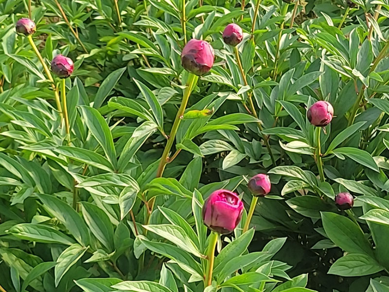 芍藥基地